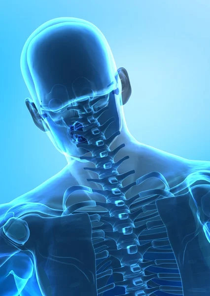 人間頚椎 — ストック写真