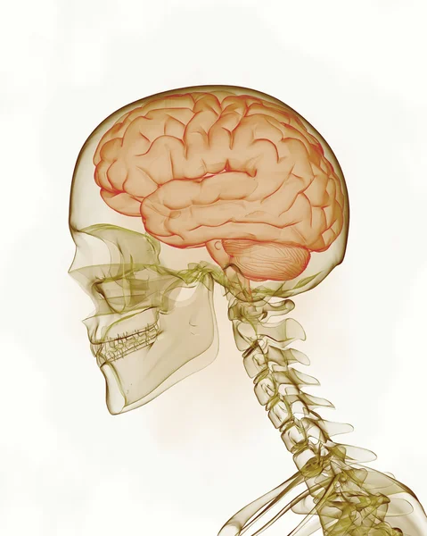 Cerebro humano —  Fotos de Stock
