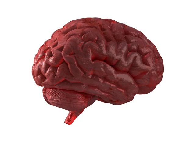 Human brain isolated — Stock Photo, Image