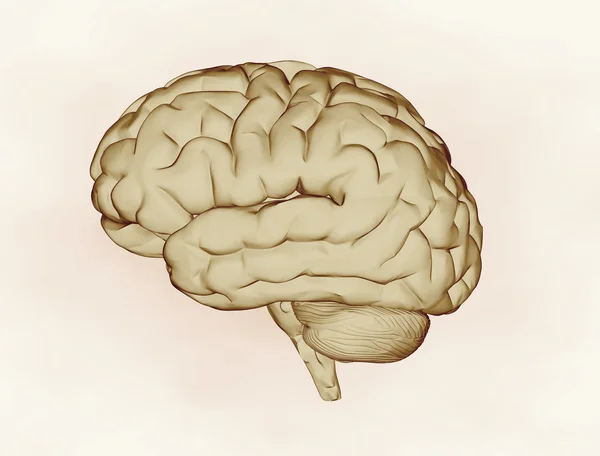 X- ray human brain — Stock Photo, Image