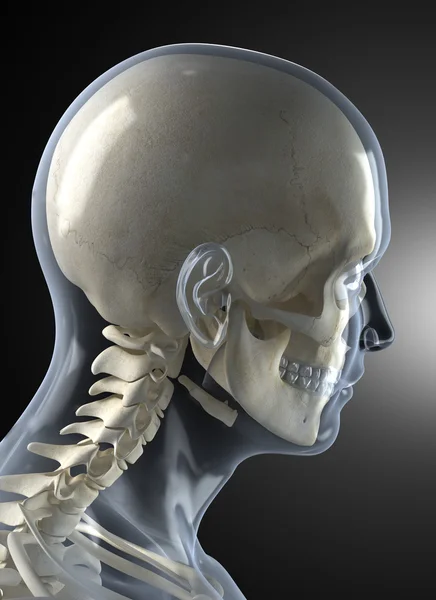 X-ray testa umana maschile — Foto Stock