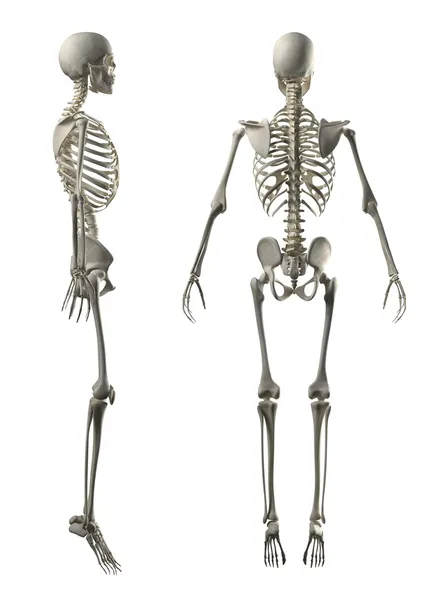 Mannelijke volledige skeleton zij- en achteraanzicht — Stockfoto