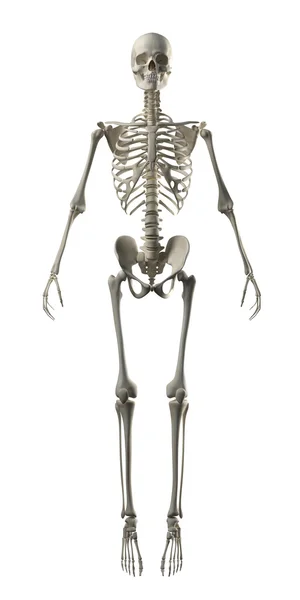 Full frontal skelett — Stockfoto