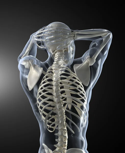 Human Body Medical Scan back view — Stock Photo, Image