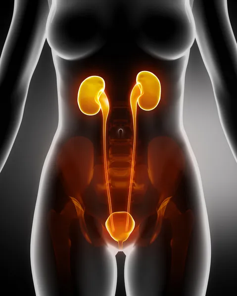 Anatomía del sistema RENAL femenino Vista de rayos X — Foto de Stock