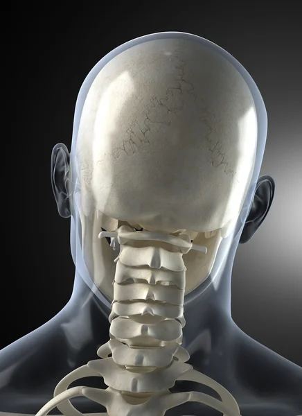 Male Human Head X-ray from back — Stock Photo, Image