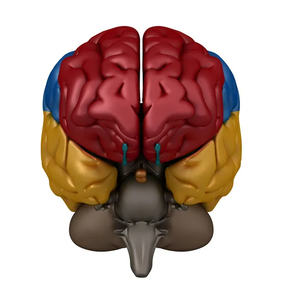 Främre bild av hjärnan — Stockfoto