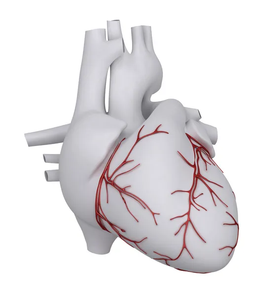 Human heart with coronary — Stock Photo, Image