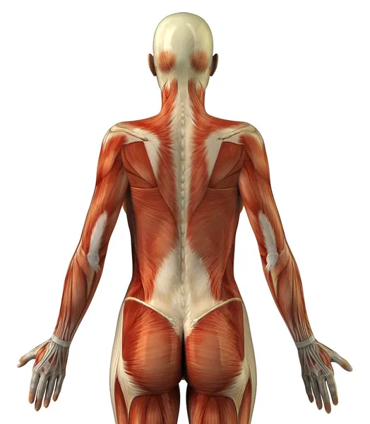 Anatomy of female muscular system — Stock Photo, Image