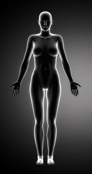 Female figure in anatomical position anteriror view — Stock Photo, Image