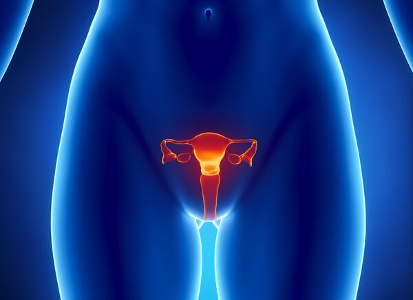 Female REPRODUCTIVE system x-ray view