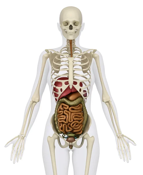 Órgãos abdominais femininos com esqueleto - visão anterior — Fotografia de Stock