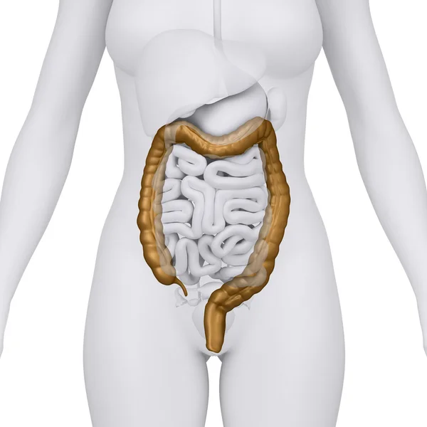 女性结肠与腹部器官-arterior 视图 — 图库照片