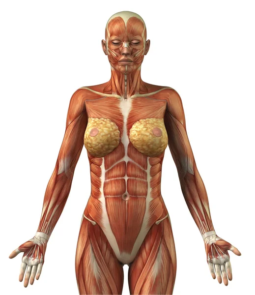 Anatomie du système musculaire frontal féminin — Photo