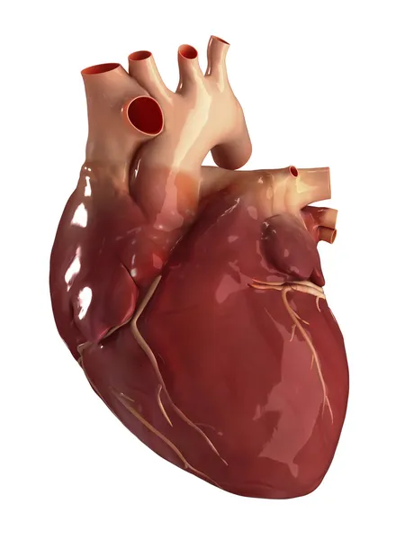 Передний вид сердца изолирован — стоковое фото