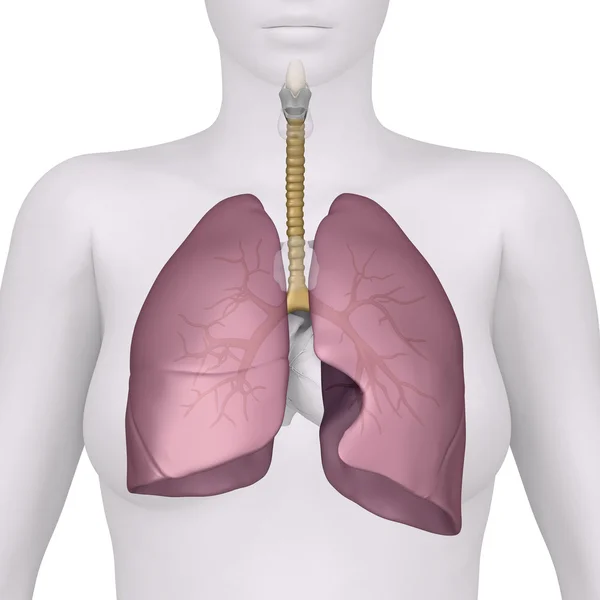 Анатомия переднего вида женской дыхательной системы — стоковое фото