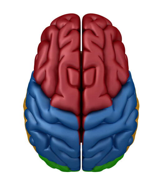 Superior view of the Brain