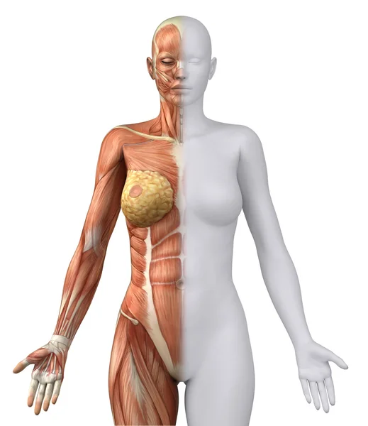 White female figure in anatomical position anteriror view — Stock Photo, Image