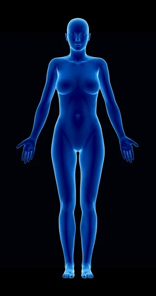 Ženská postava v anatomické poloze anteriror zobrazení — Stock fotografie