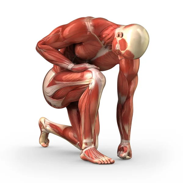 Człowiek z widocznych mięśni ze ścieżką przycinającą — Zdjęcie stockowe