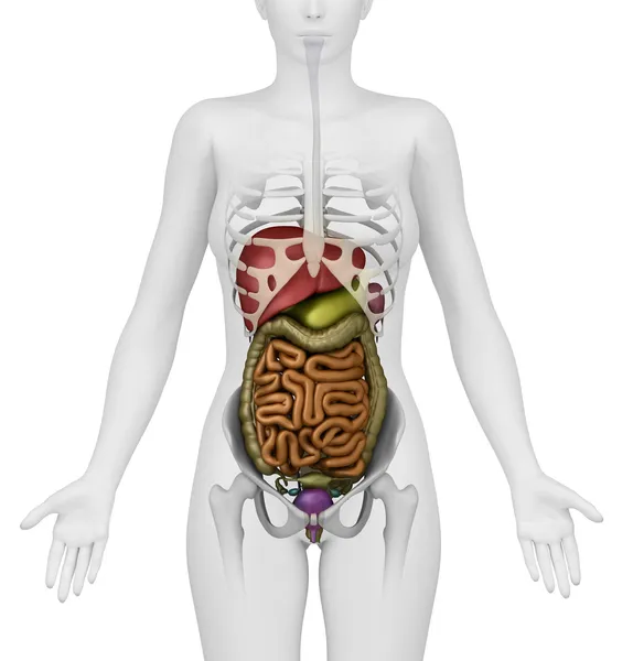 Kobiece narządy jamy brzusznej - przedni widok — Zdjęcie stockowe