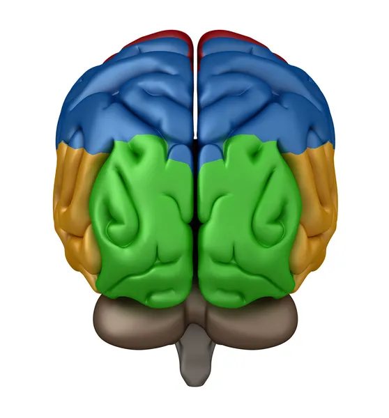 Vista posterior del cerebro — Foto de Stock