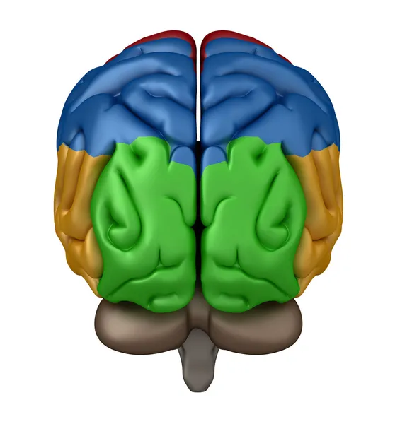 大脑的后视图 — 图库照片