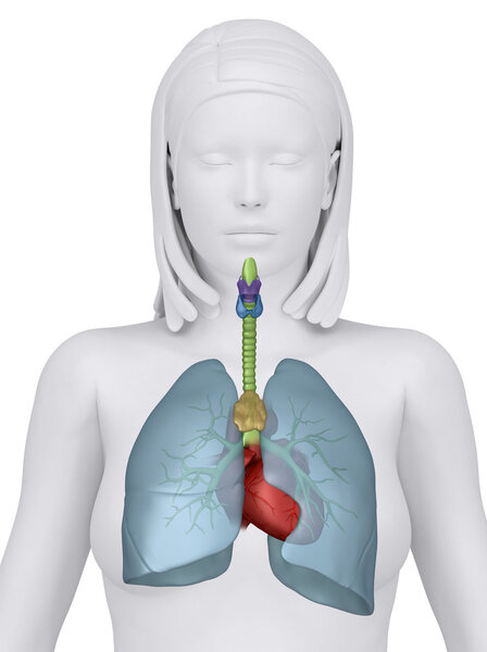 Женские органы грудной клетки - вид спереди
