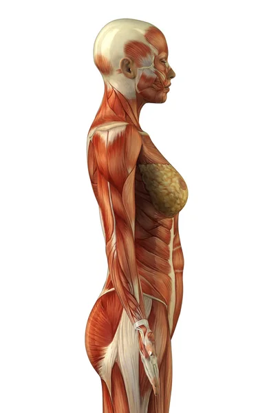 Anatomía del sistema muscular femenino — Foto de Stock