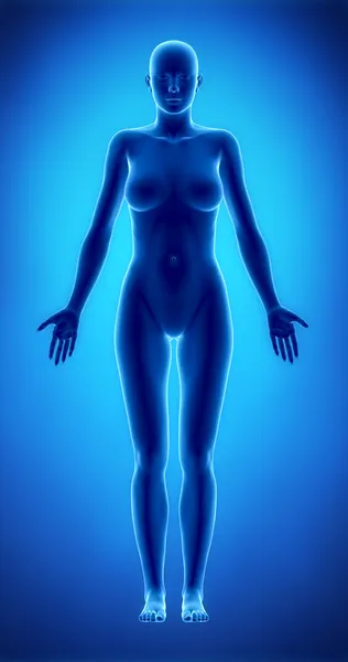 Female figure in anatomical position anteriror view — Stock Photo, Image
