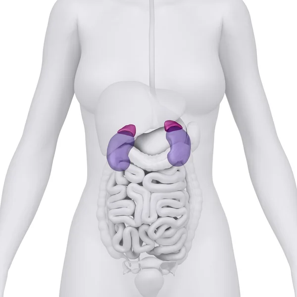 女性肾上腺和肾与腹部器官-前视图 — 图库照片