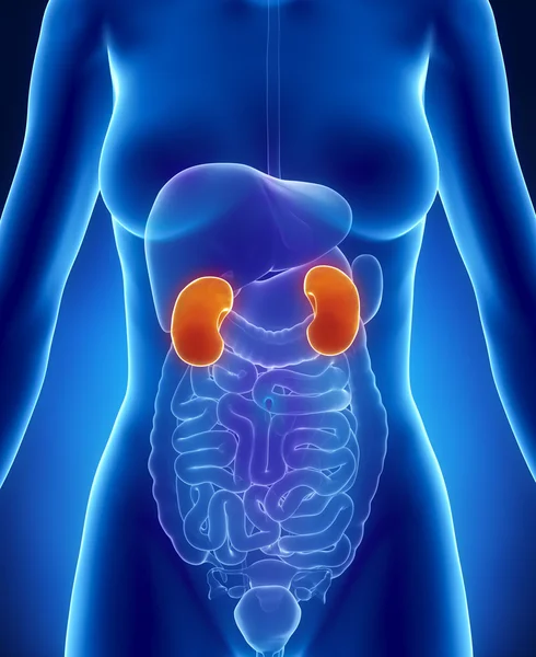 Female KIDNEY anatomy anterior x-ray view — Stock Photo, Image