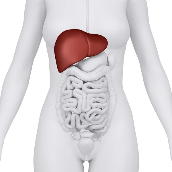 Female liver organ - anterior view — Stock Photo, Image