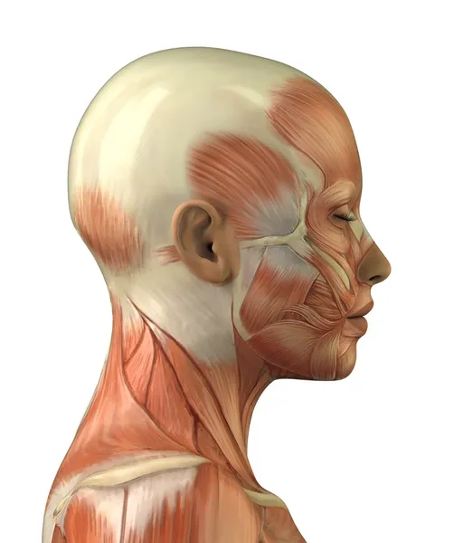 Anatomía del sistema muscular de la cabeza femenina —  Fotos de Stock