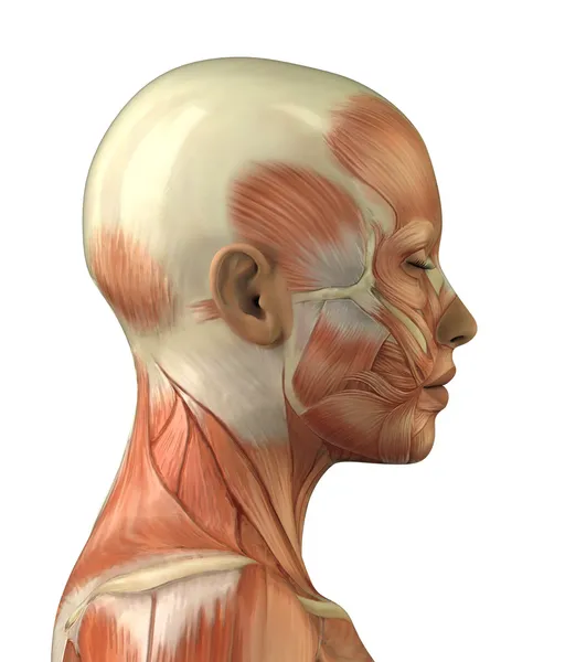 Anatomia del sistema muscolare testa femminile — Foto Stock