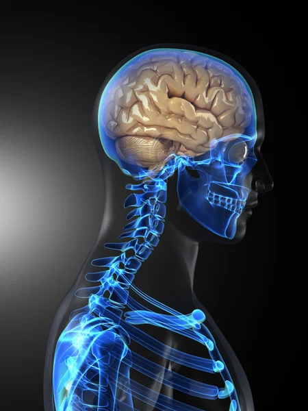 Emberi agy orvosi vizsgálat — Stock Fotó
