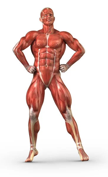 Anatomía masculina sistema muscular en posición de culturista — Foto de Stock