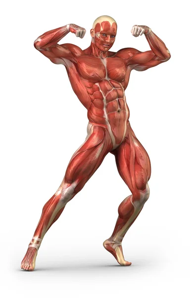 Man muscular system anterior view in body-builder position — Stock Photo, Image