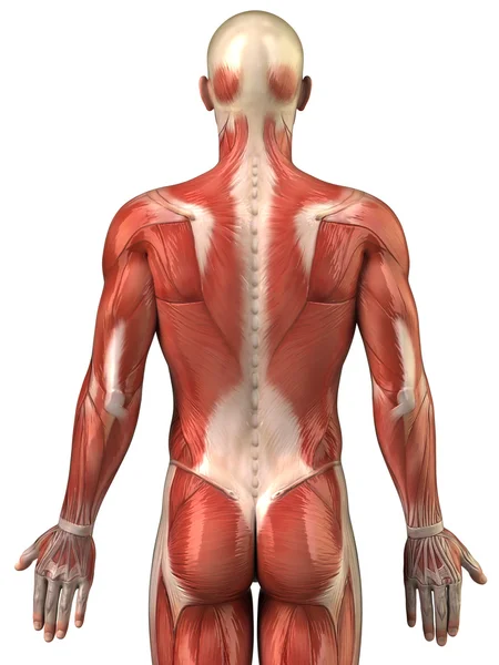 Man back muscular system posterior view — Stock Photo, Image