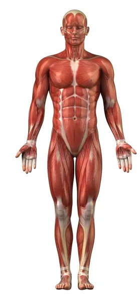 Anatomy of man muscular system - anterior view — Stock Photo, Image