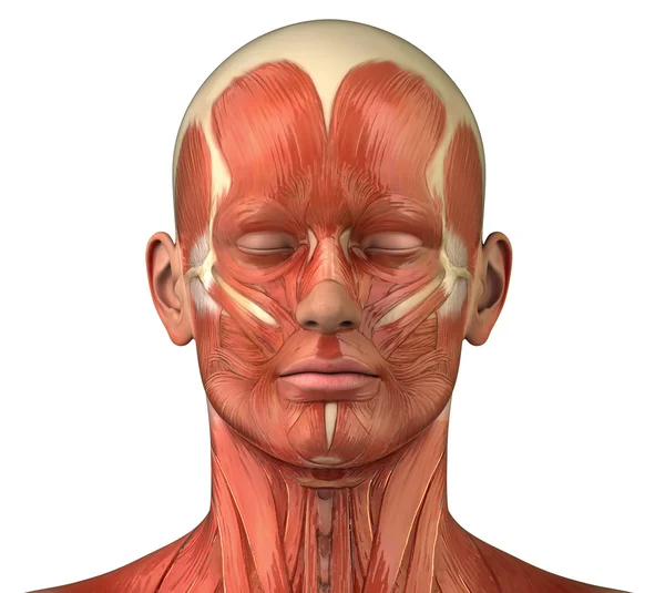 Sistema muscular facial anatomía frontal vista anterior — Foto de Stock