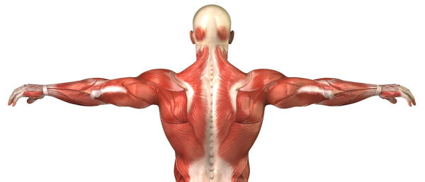 Мужская анатомия мышц спины в позе культуриста
