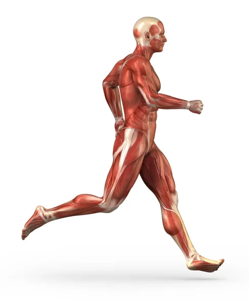 Hombre corriendo anatomía del sistema muscular — Foto de Stock