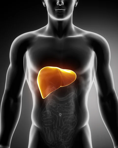 Male liver anatomy with digestive organs — Stock Photo, Image