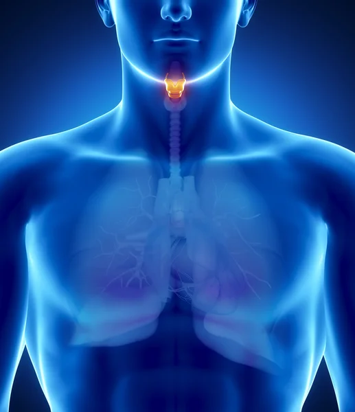 Male larynx anatomy — Stock Photo, Image