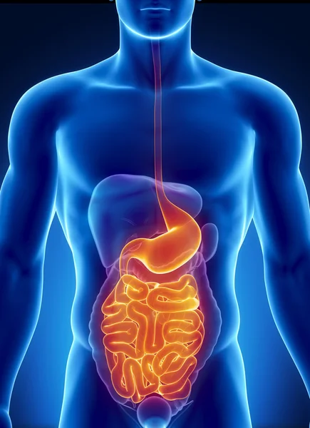 ANatomy of human digestive system — Stock Photo, Image