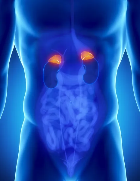 erkek adrenal anatomisi