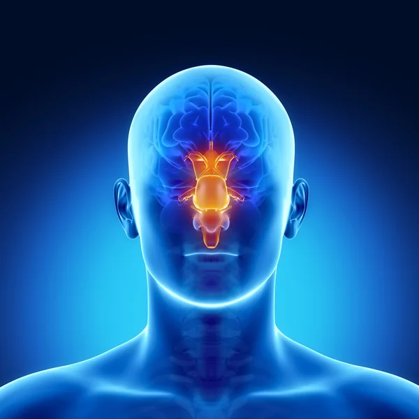 STEM in male brain part anatomy — Stock Photo, Image