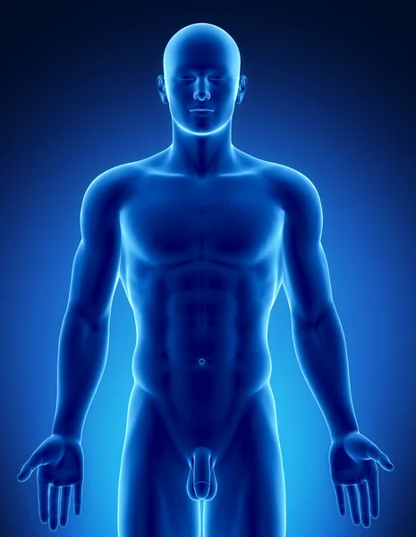 Чоловіча фігура в анатомічному положенні верхньої частини — стокове фото
