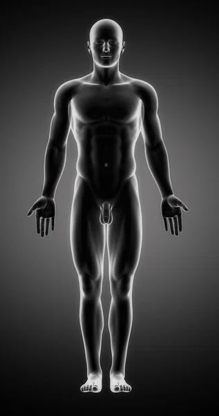 解剖学的位置に男性図 — ストック写真